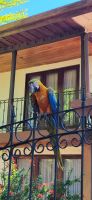 130 Aras in Limonal &ndash; &copy; Susanne Schirmann (Eberhardt TRAVEL)
