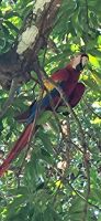 132 Aras in Limonal &ndash; &copy; Susanne Schirmann (Eberhardt TRAVEL)
