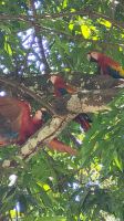 133 Aras in Limonal &ndash; &copy; Susanne Schirmann (Eberhardt TRAVEL)
