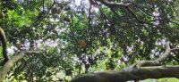 149 Grapefruitbaum &ndash; &copy; Susanne Schirmann (Eberhardt TRAVEL)