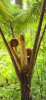 173 Neues Leben im Nebelwald &ndash; &copy; Susanne Schirmann (Eberhardt TRAVEL)