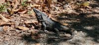 187 Leguane im  Manuel Antonio Nationalpark