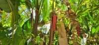 188 Manuel Antonio Nationalpark &ndash; &copy; Susanne Schirmann (Eberhardt TRAVEL)