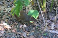 203 Agouti &ndash; &copy; Susanne Schirmann (Eberhardt TRAVEL)