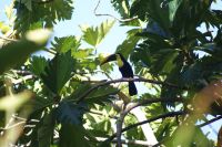 220 Tukan &ndash; &copy; Susanne Schirmann (Eberhardt TRAVEL)
