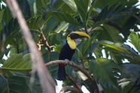 221 Tukan &ndash; &copy; Susanne Schirmann (Eberhardt TRAVEL)