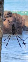 262 Spinne &ndash; &copy; Susanne Schirmann (Eberhardt TRAVEL)