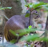267 Agouti &ndash; &copy; Susanne Schirmann (Eberhardt TRAVEL)