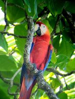 271 Rote Aras &ndash; &copy; Susanne Schirmann (Eberhardt TRAVEL)