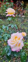 296 herrliche Rosen &ndash; &copy; Susanne Schirmann (Eberhardt TRAVEL)