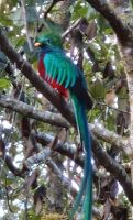 302 Quetzal mit prächtigem Gefieder