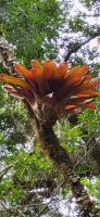 315 Bromelien