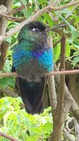 318 Kolibri &ndash; &copy; Susanne Schirmann (Eberhardt TRAVEL)