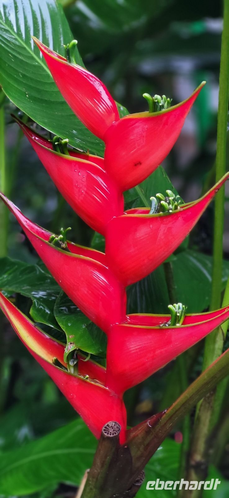 26 Costa Rica &ndash; &copy; Susanne Schirmann (Eberhardt TRAVEL)