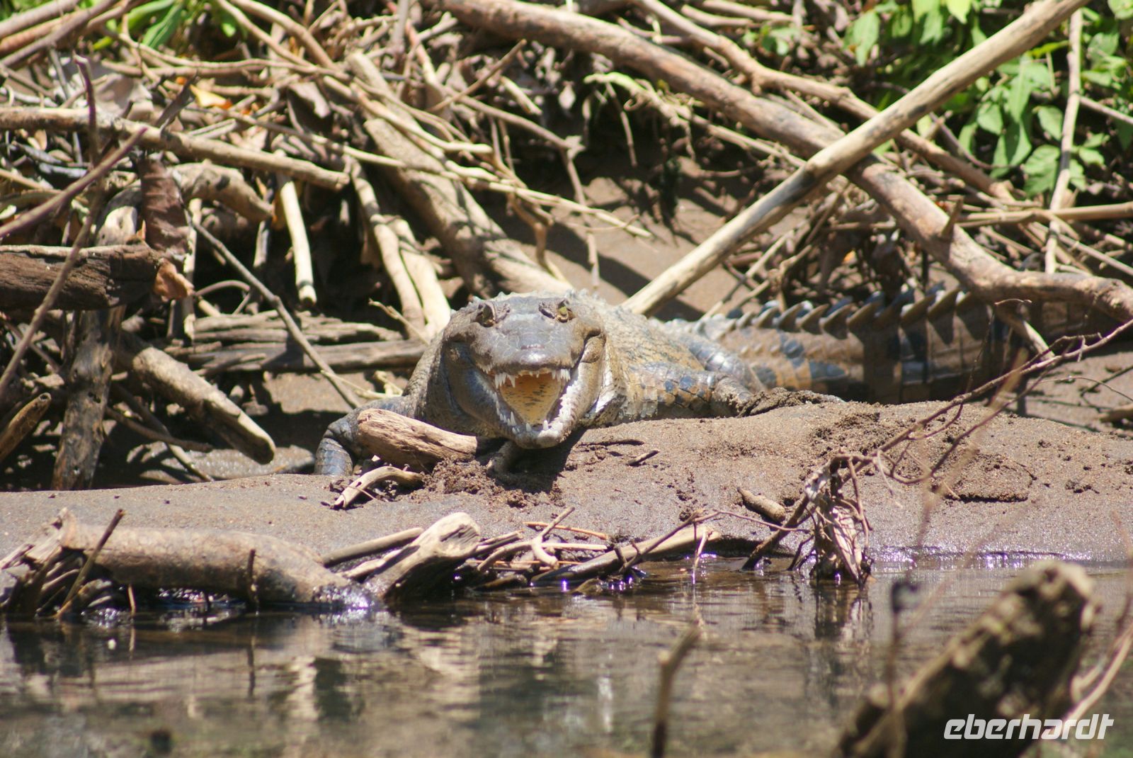 47 Krokodil &ndash; &copy; Susanne Schirmann (Eberhardt TRAVEL)