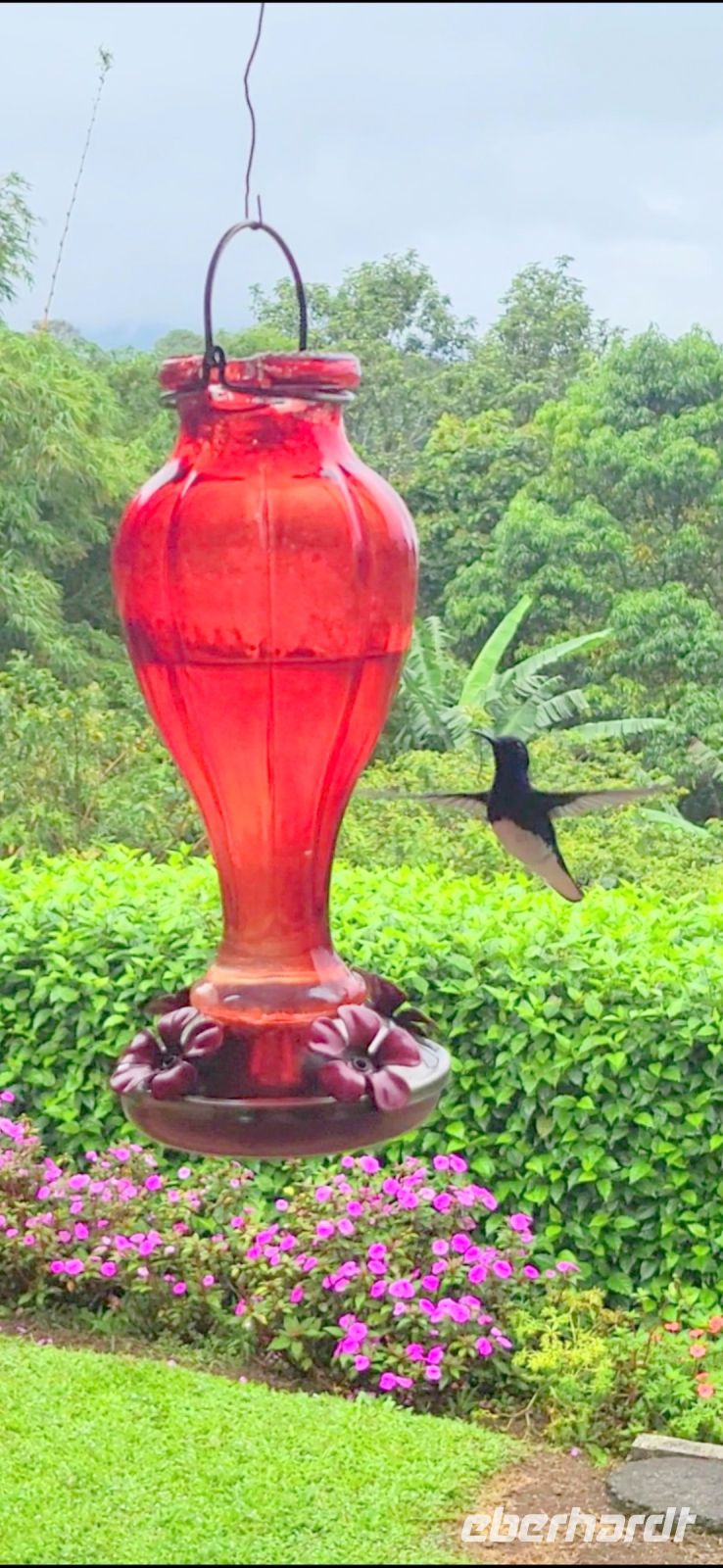 55 Kolibri &ndash; &copy; Susanne Schirmann (Eberhardt TRAVEL)