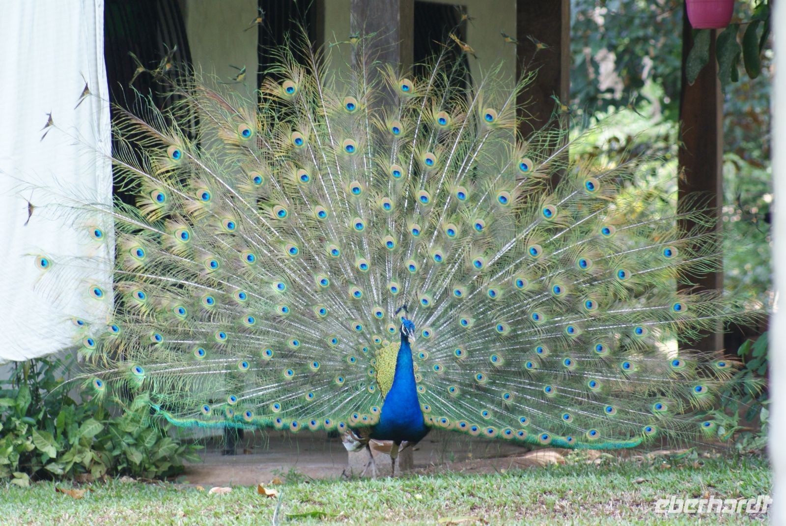 95 Pfau in Limonal &ndash; &copy; Susanne Schirmann (Eberhardt TRAVEL)