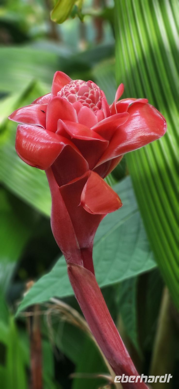 162 Costa Rica &ndash; &copy; Susanne Schirmann (Eberhardt TRAVEL)
