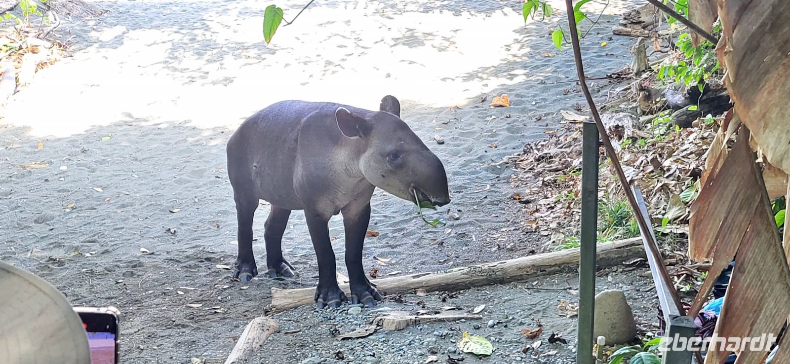 179 erste Tapirbegegnung &ndash; &copy; Susanne Schirmann (Eberhardt TRAVEL)