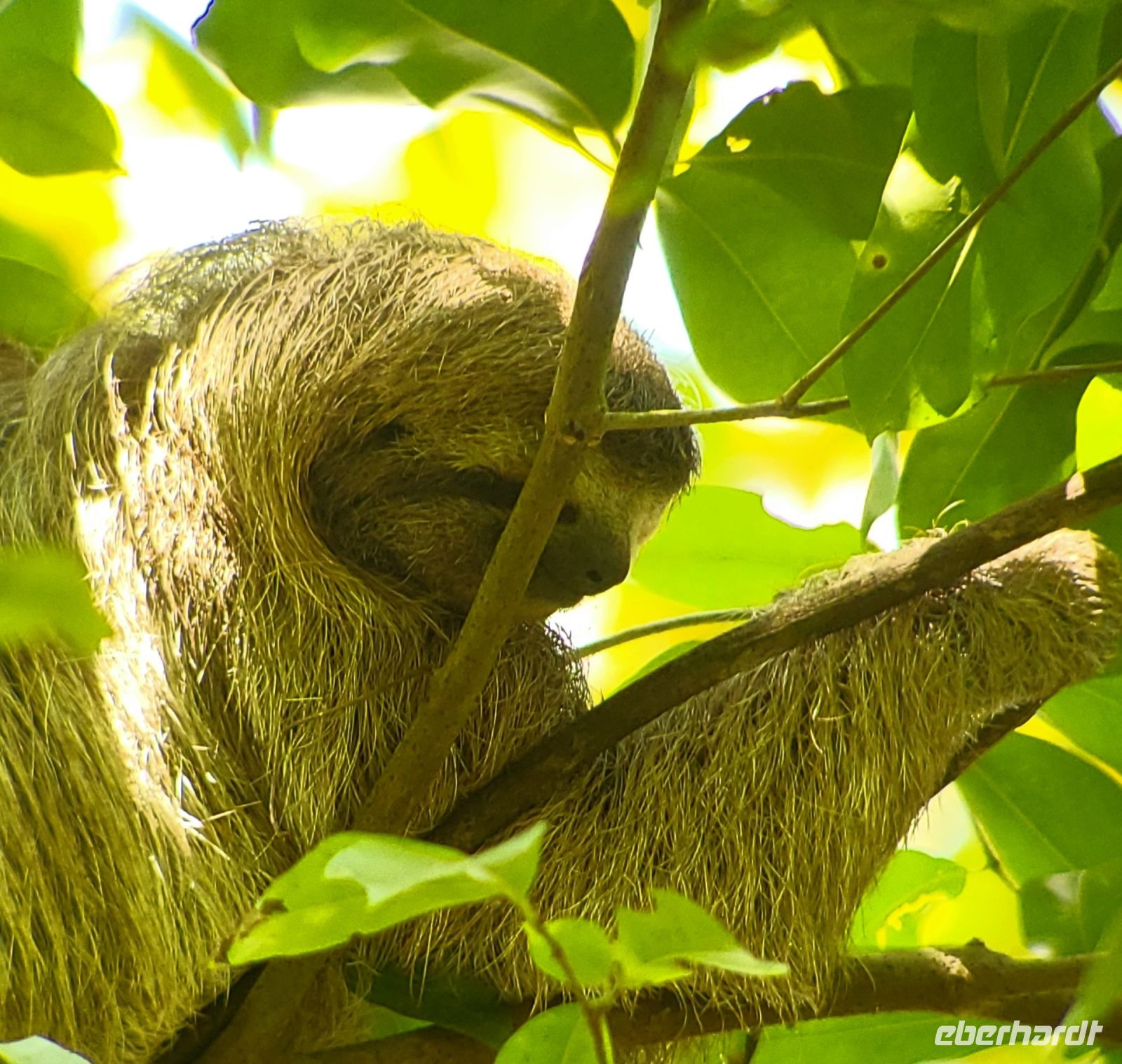 181 unglaublich Faultierbegegnung &ndash; &copy; Susanne Schirmann (Eberhardt TRAVEL)