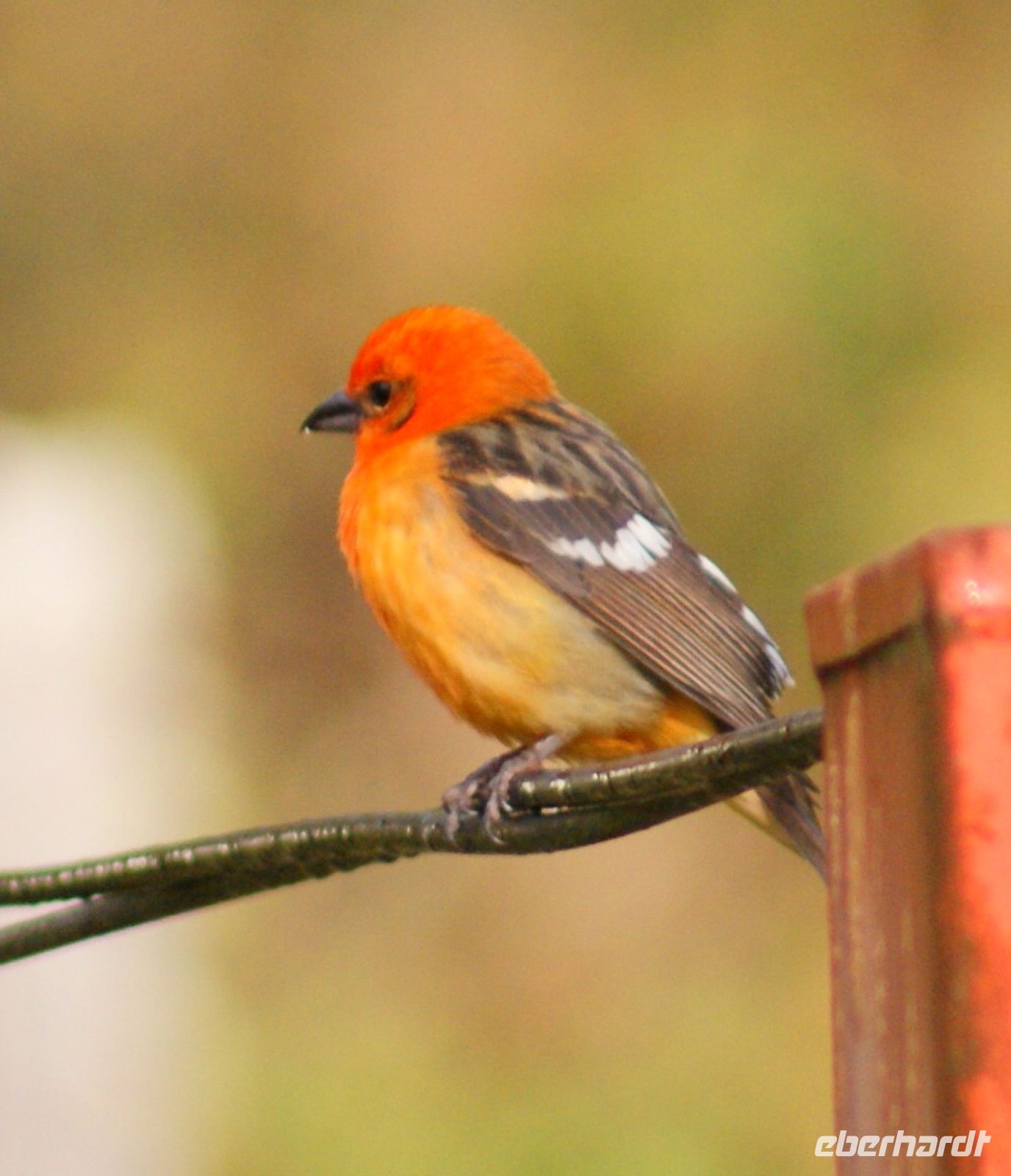 204 Vogelbeobachtung &ndash; &copy; Susanne Schirmann (Eberhardt TRAVEL)