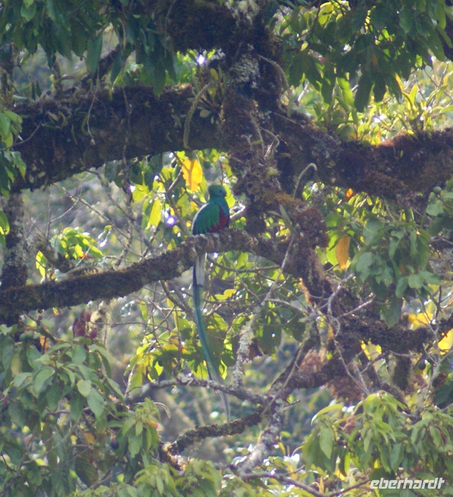 205 Quetzal &ndash; &copy; Susanne Schirmann (Eberhardt TRAVEL)