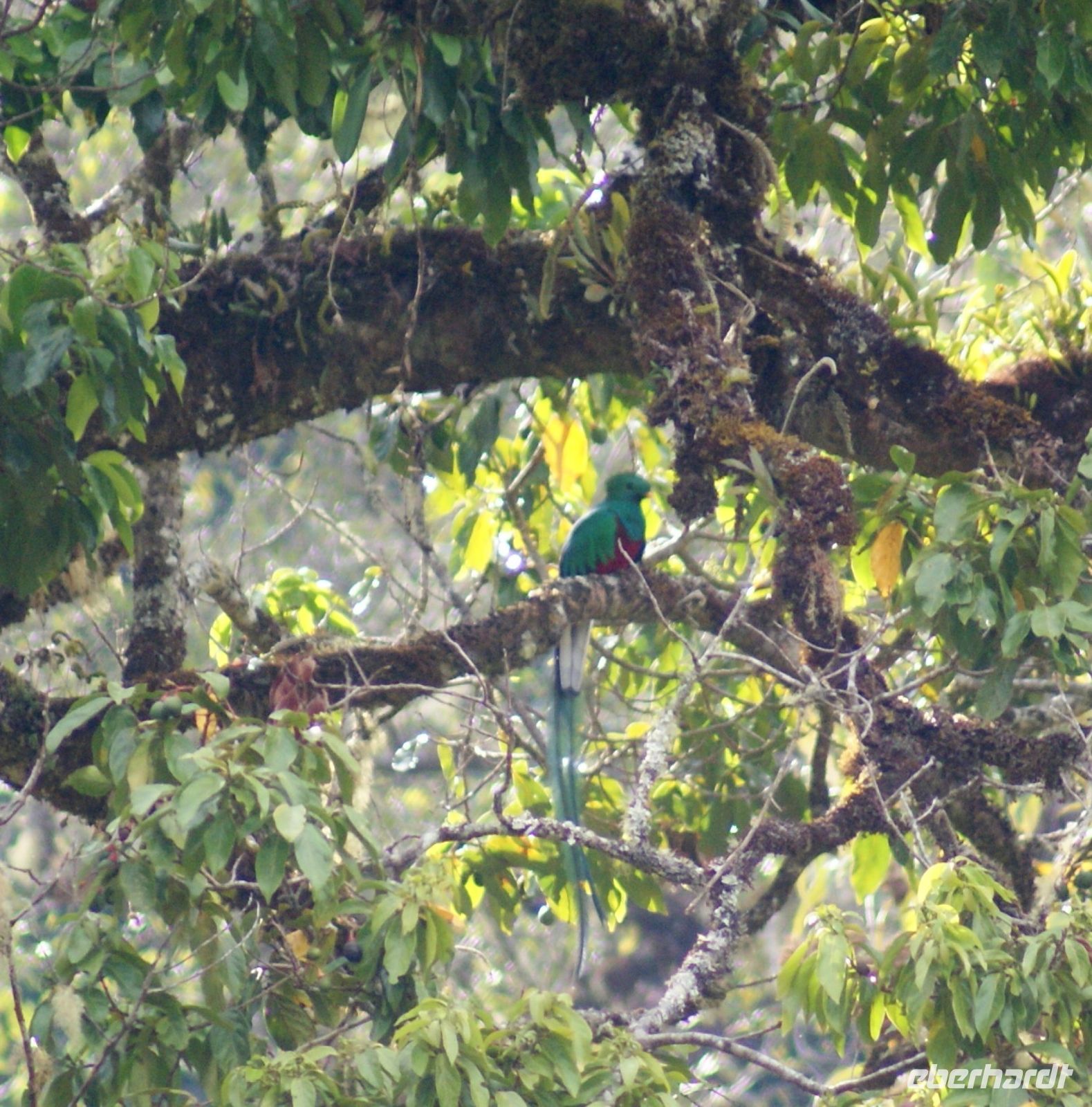 206 Quetzal gefunden &ndash; &copy; Susanne Schirmann (Eberhardt TRAVEL)