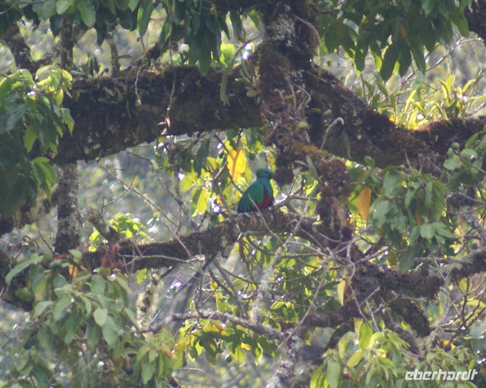 208 Quetzal Hahn &ndash; &copy; Susanne Schirmann (Eberhardt TRAVEL)