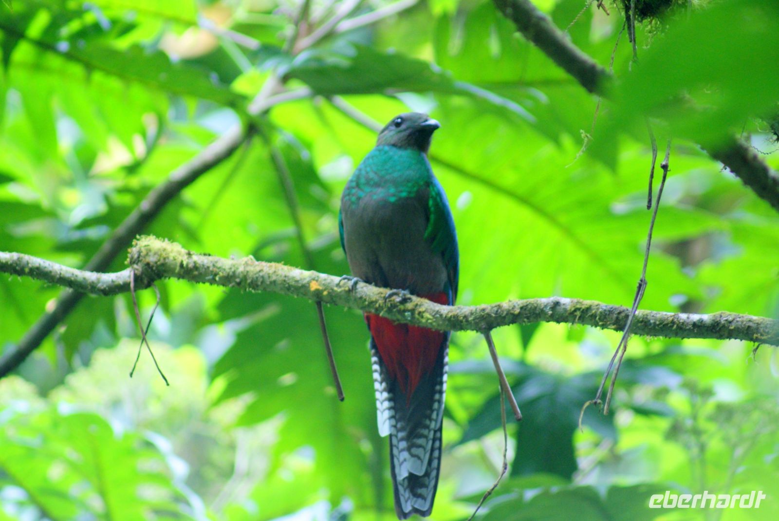 211 Quetzal Henne &ndash; &copy; Susanne Schirmann (Eberhardt TRAVEL)