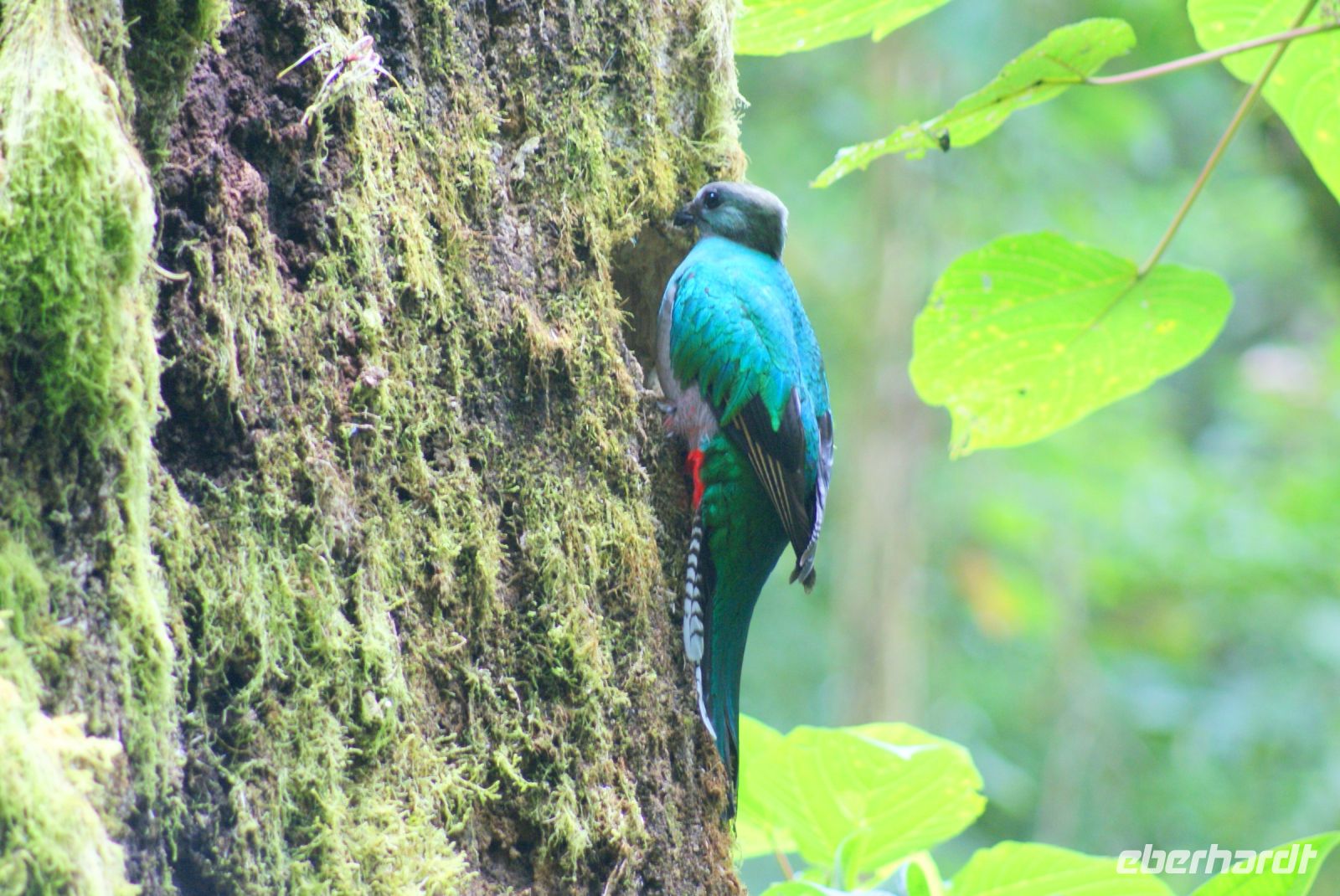 214 Quetzal Henne &ndash; &copy; Susanne Schirmann (Eberhardt TRAVEL)