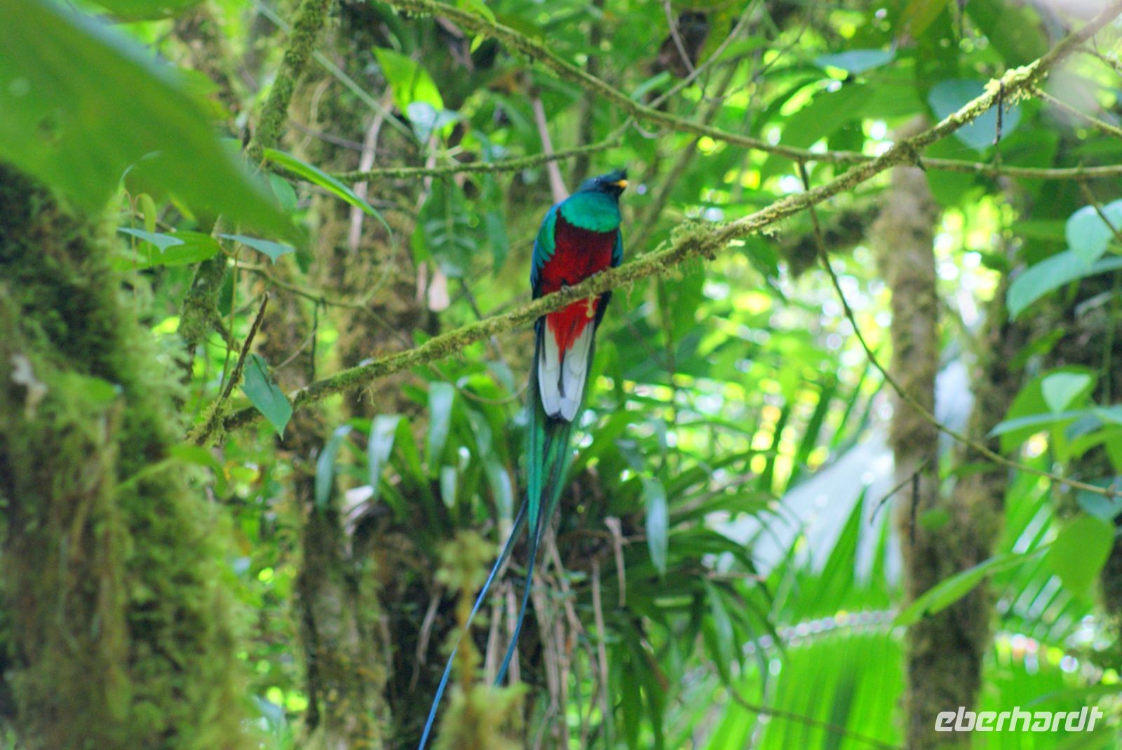216 Quetzal Hahn &ndash; &copy; Susanne Schirmann (Eberhardt TRAVEL)