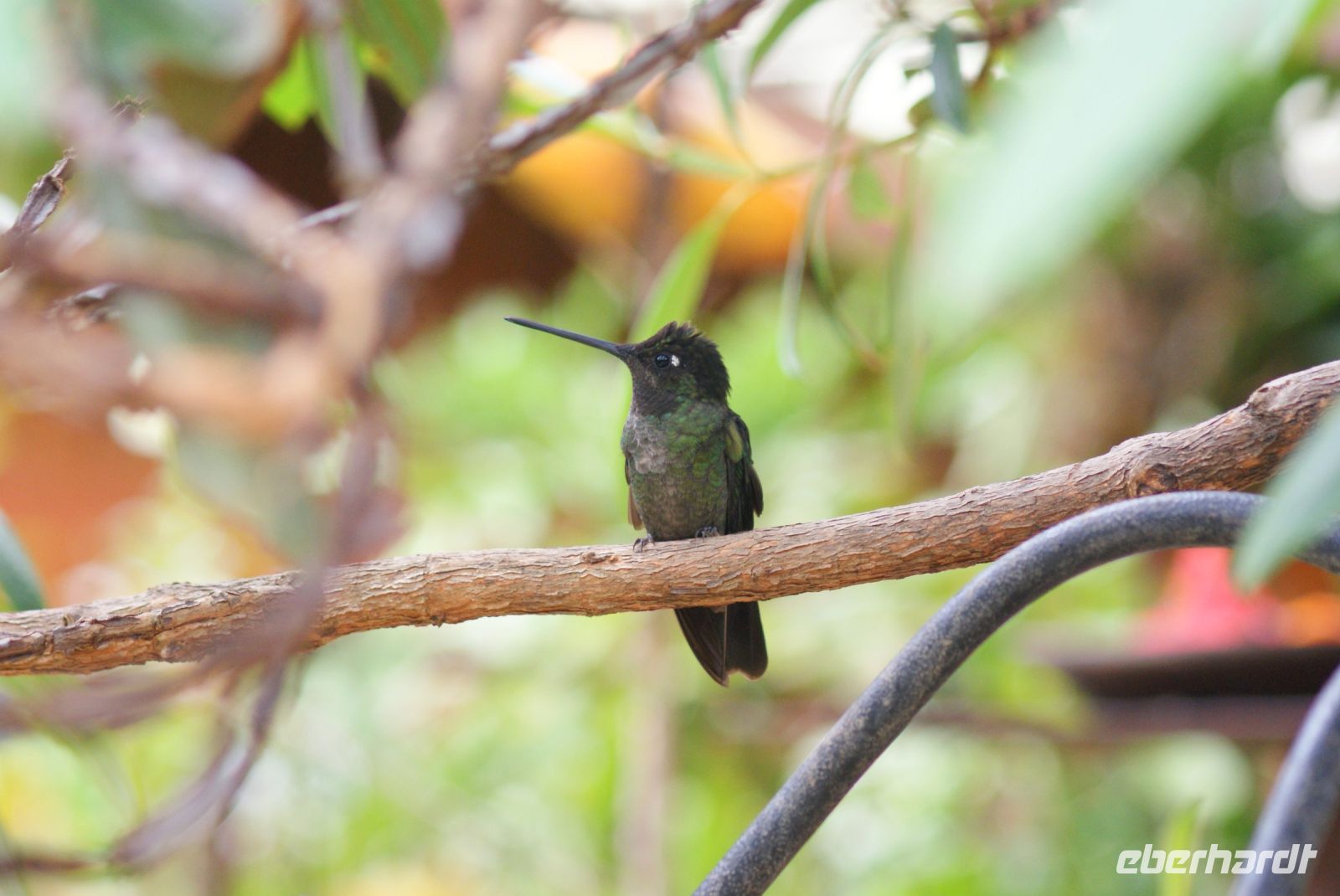 219 Kolibri &ndash; &copy; Susanne Schirmann (Eberhardt TRAVEL)