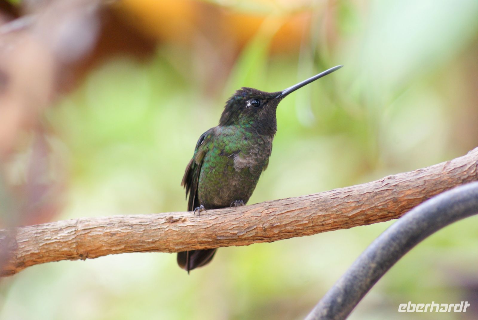 220 Kolibri &ndash; &copy; Susanne Schirmann (Eberhardt TRAVEL)