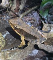 20 Froschtour
