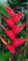 26 Costa Rica &ndash; &copy; Susanne Schirmann (Eberhardt TRAVEL)