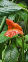 32 Kussmundblüte &ndash; &copy; Susanne Schirmann (Eberhardt TRAVEL)