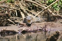 47 Krokodil &ndash; &copy; Susanne Schirmann (Eberhardt TRAVEL)