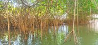 61 Mangroven &ndash; &copy; Susanne Schirmann (Eberhardt TRAVEL)