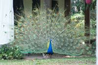 95 Pfau in Limonal &ndash; &copy; Susanne Schirmann (Eberhardt TRAVEL)