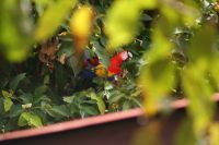 97 Aras in Limonal &ndash; &copy; Susanne Schirmann (Eberhardt TRAVEL)