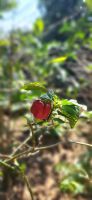 107 Panama Chili &ndash; &copy; Susanne Schirmann (Eberhardt TRAVEL)