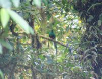 131 Quetzal &ndash; &copy; Susanne Schirmann (Eberhardt TRAVEL)