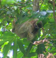 149 Faultier &ndash; &copy; Susanne Schirmann (Eberhardt TRAVEL)