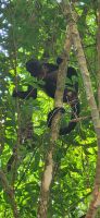163 Brüllaffen zum Abschied &ndash; &copy; Susanne Schirmann (Eberhardt TRAVEL)