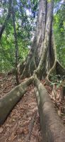 188 Feiigenbaum &ndash; &copy; Susanne Schirmann (Eberhardt TRAVEL)