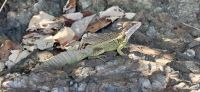 190 Basilisk Echse &ndash; &copy; Susanne Schirmann (Eberhardt TRAVEL)