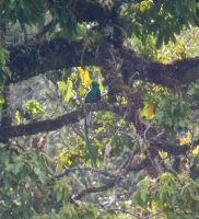 205 Quetzal &ndash; &copy; Susanne Schirmann (Eberhardt TRAVEL)