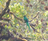 207 Quetzal in der Ferne &ndash; &copy; Susanne Schirmann (Eberhardt TRAVEL)