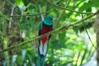 215 Quetzal &ndash; &copy; Susanne Schirmann (Eberhardt TRAVEL)