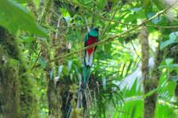 216 Quetzal Hahn &ndash; &copy; Susanne Schirmann (Eberhardt TRAVEL)